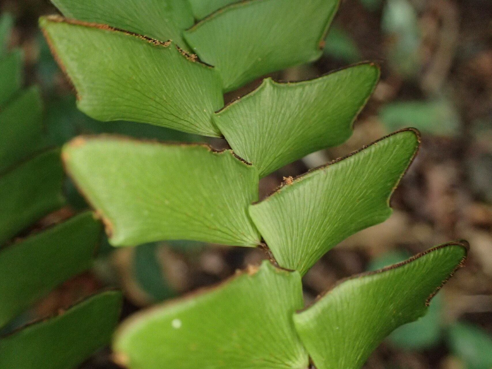 Adiantum villosum fruit