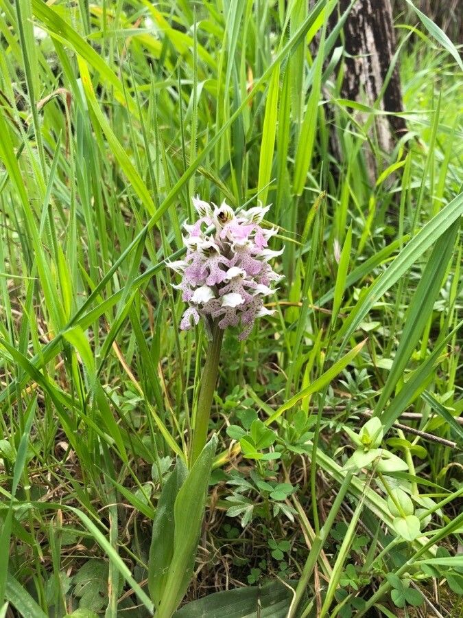 Neotinea lactea flower