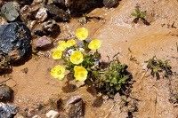 Ranunculus rufosepalus — houseplant care guide