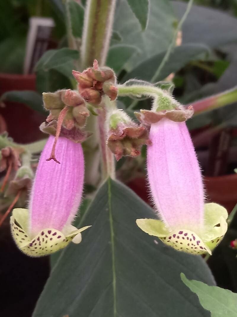 Kohleria digitaliflora flower