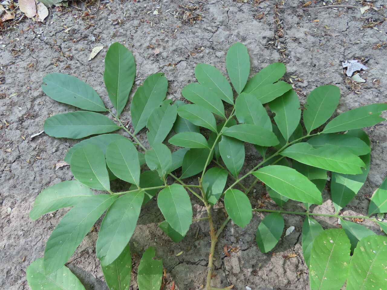 Cupania guatemalensis — houseplant care guide