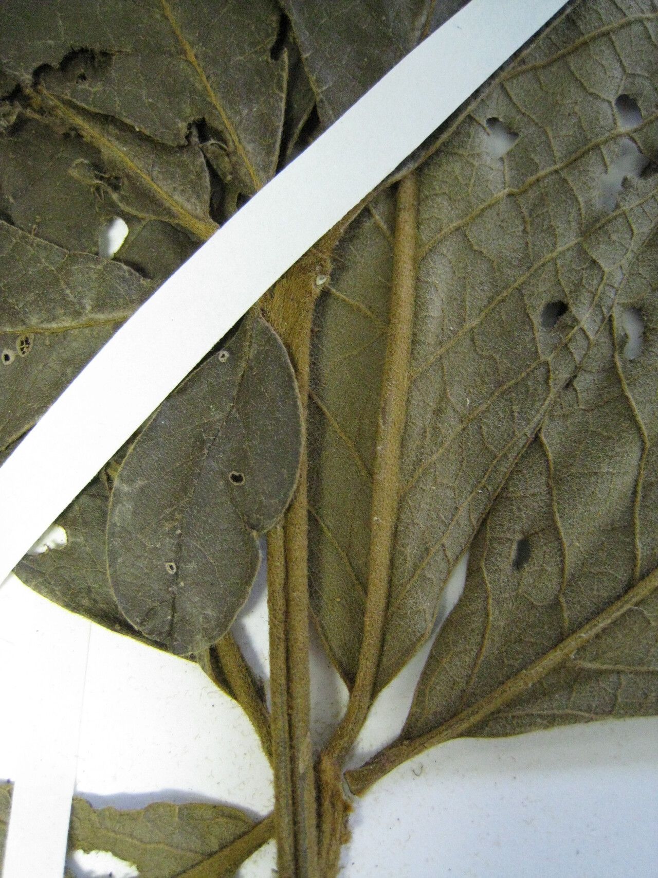 Vitex guianensis other