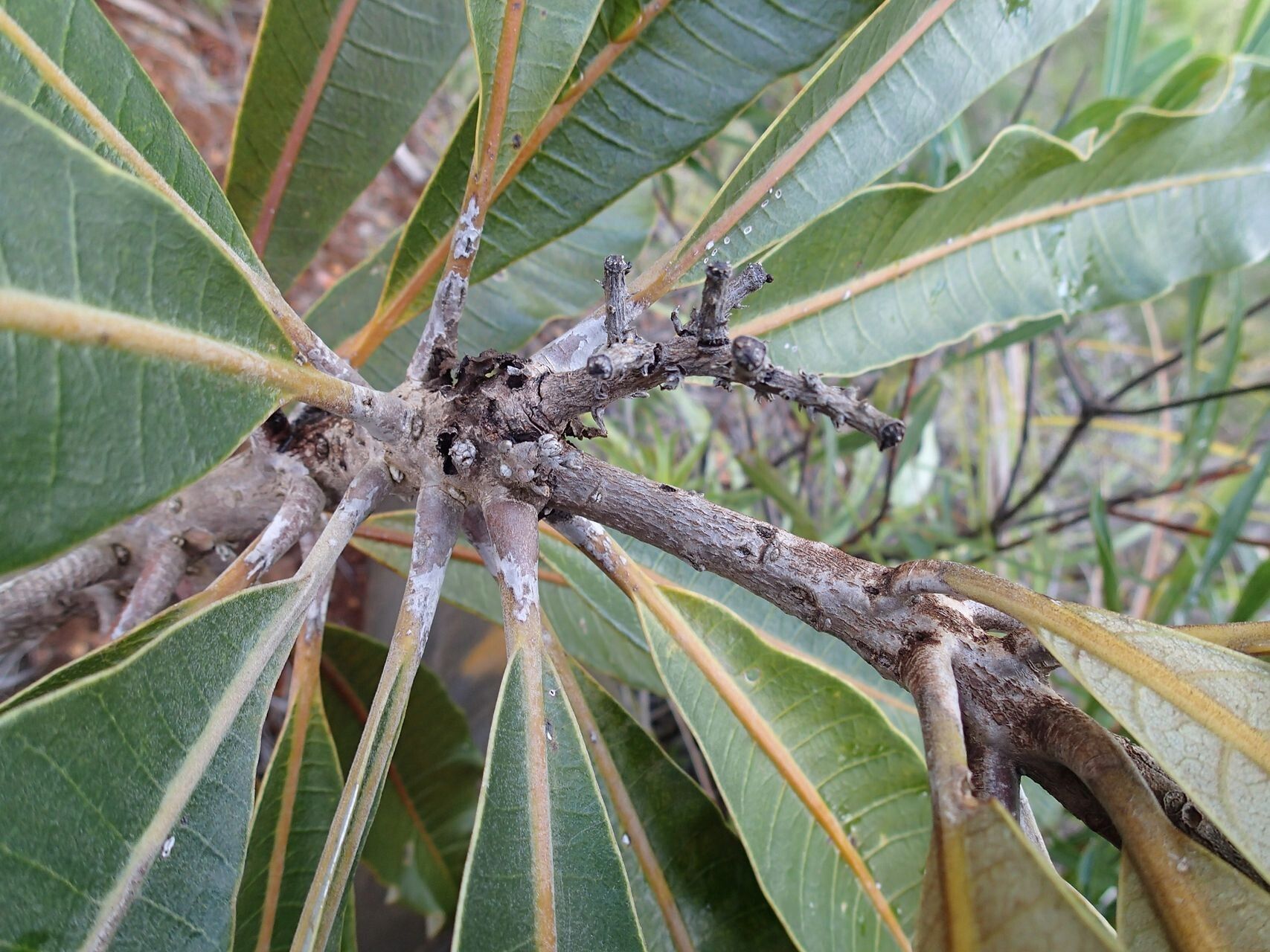 Semecarpus riparius leaf