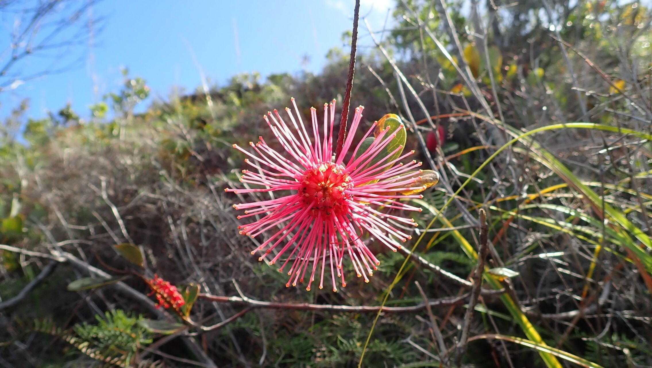 Grevillea nepwiensis flower