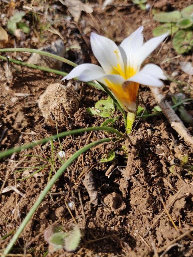 Romulea arnaudii habit