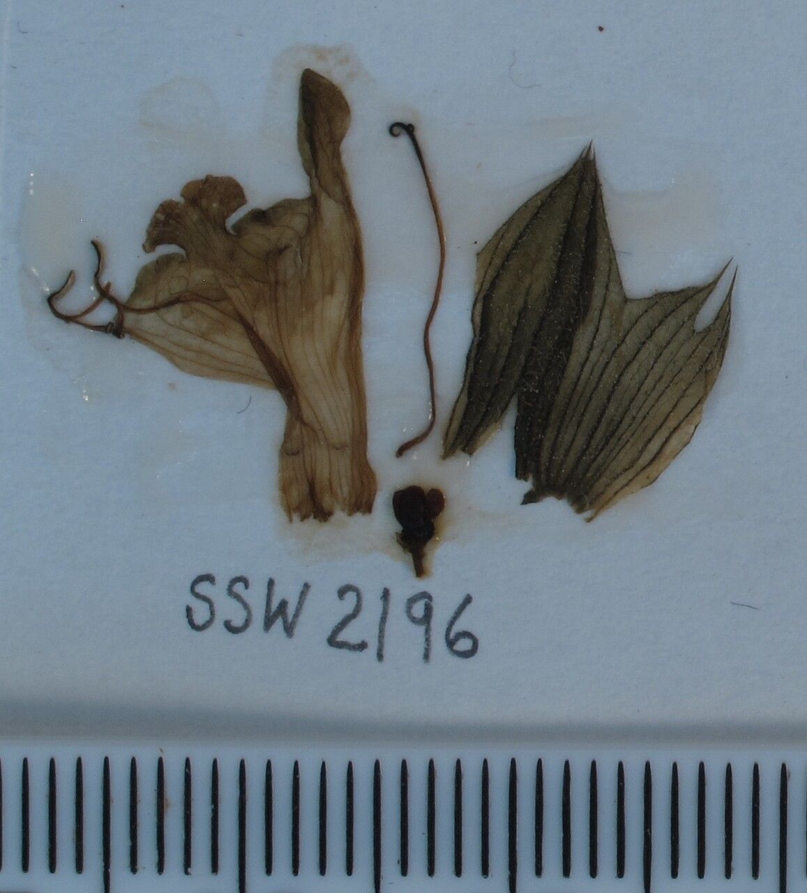 Salvia roborowskii — houseplant care guide