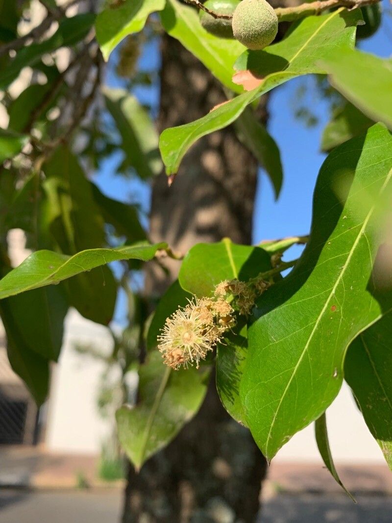 Moquilea tomentosa flower