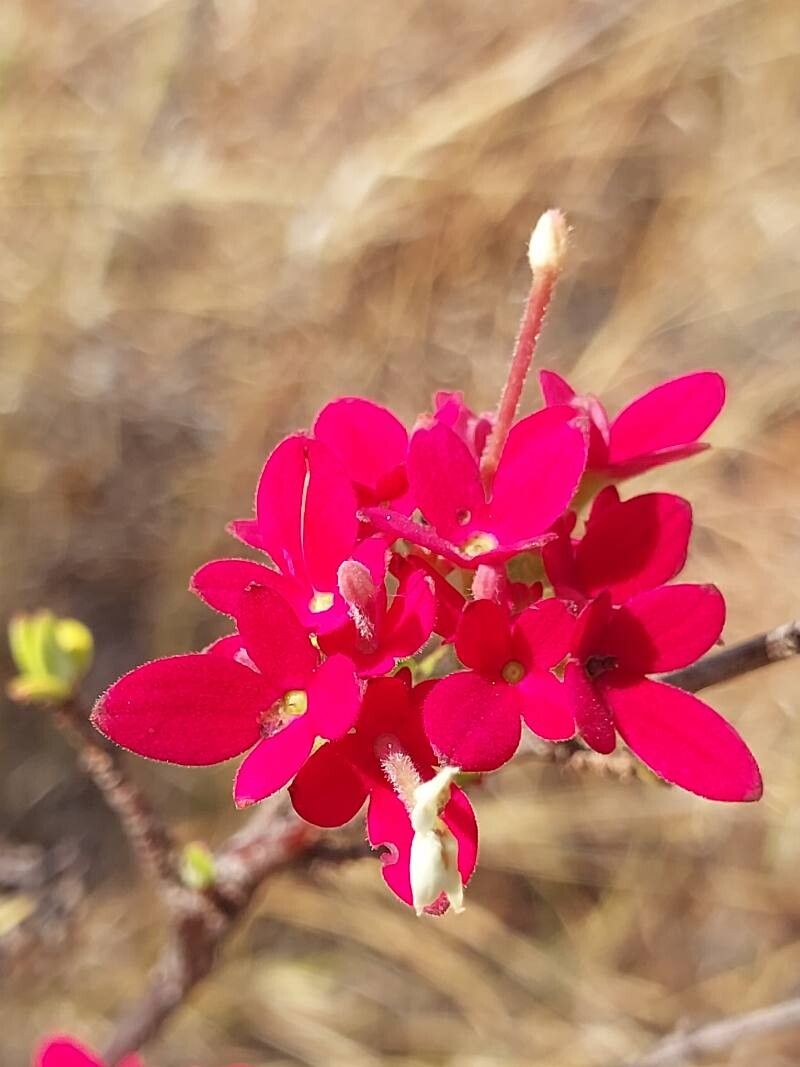 Paracarphalea kirondron flower