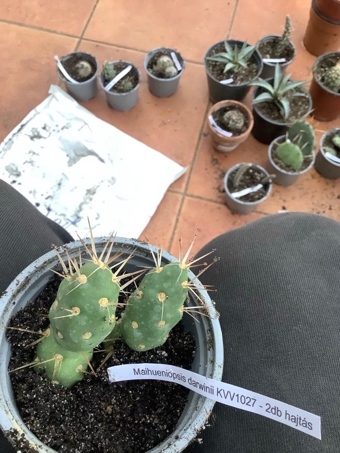 Maihueniopsis ovata — houseplant care guide