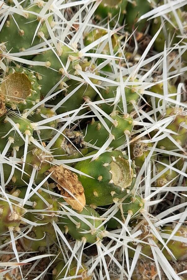 Maihueniopsis glomerata other