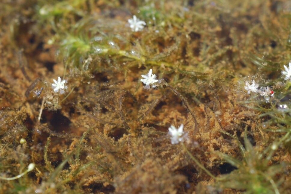 Lagarosiphon madagascariensis — related species from the same genus