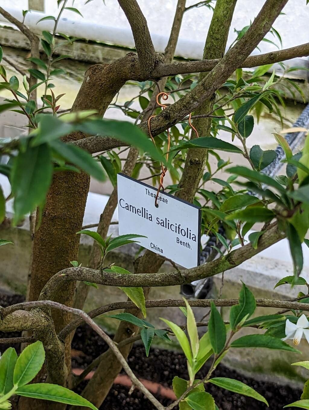 Camellia salicifolia bark