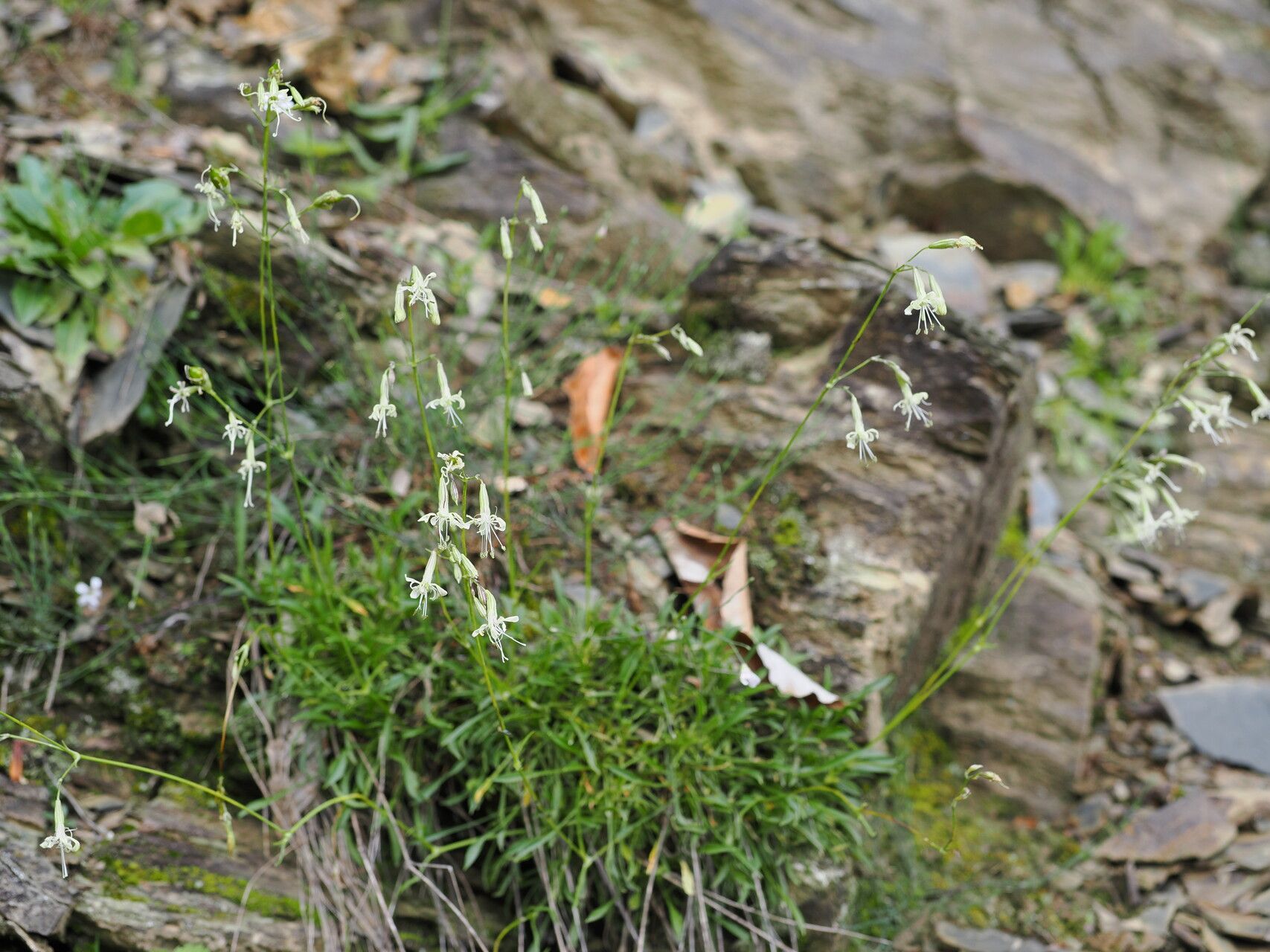 Silene saxatilis habit