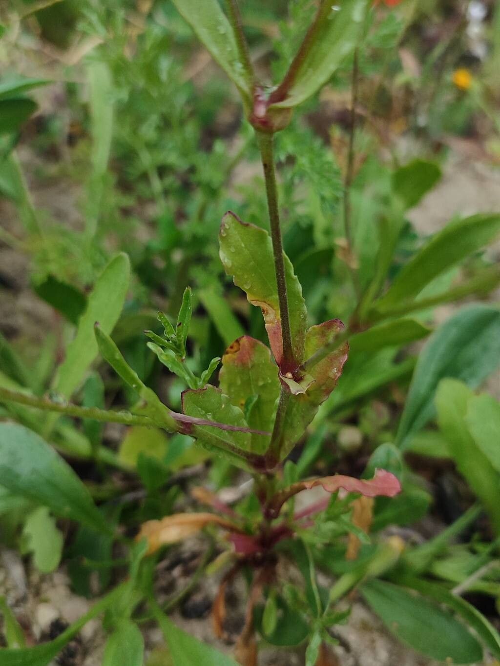 Silene diversifolia leaf