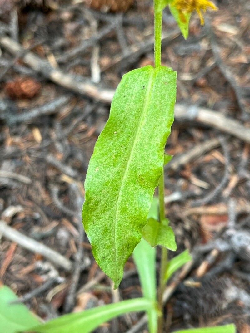 Oreochrysum parryi — houseplant care guide