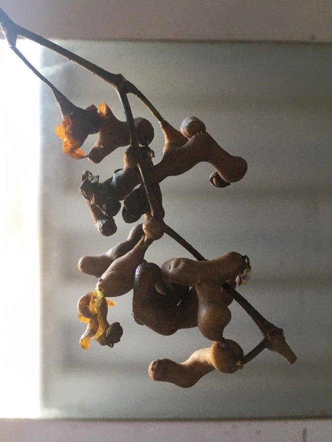 Hovenia dulcis fruit