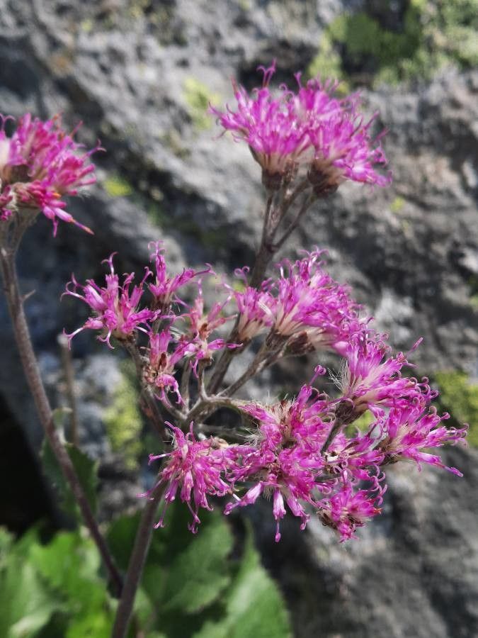 Adenostyles leucophylla flower