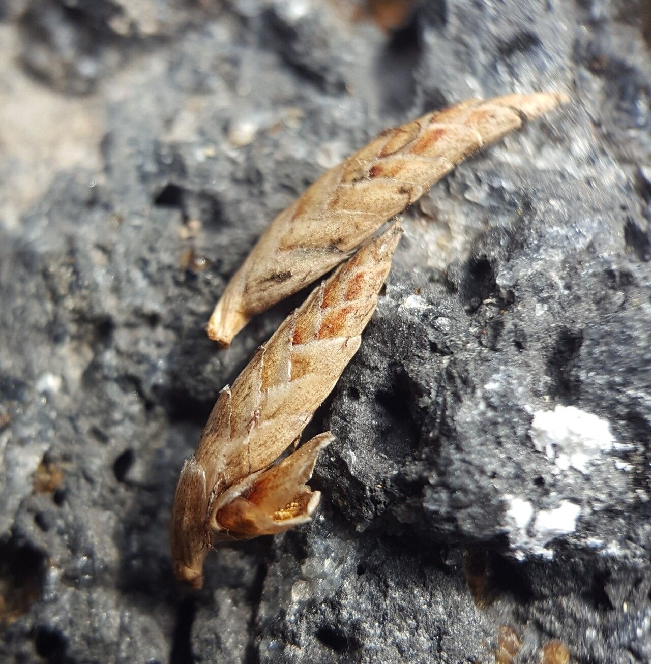 Cyperus stoloniferus fruit