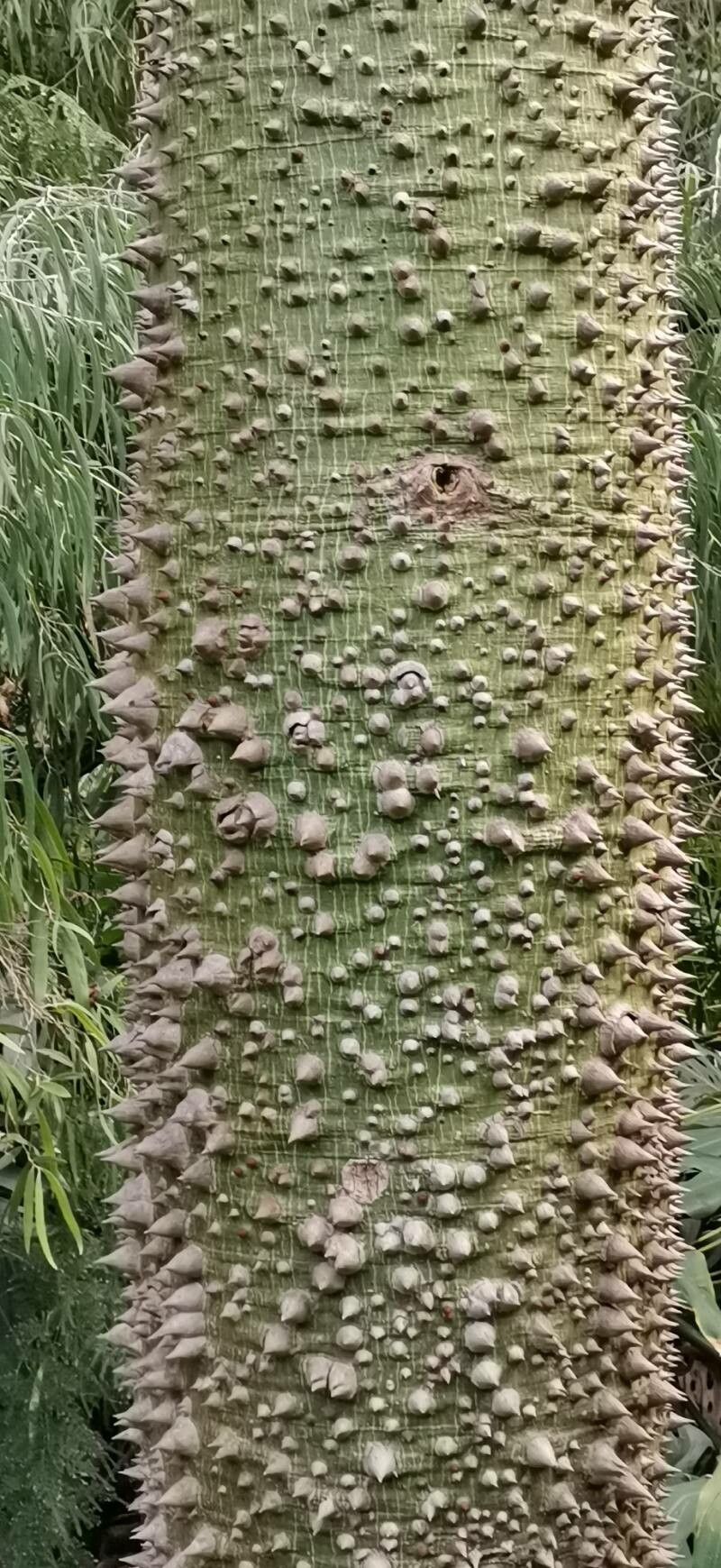 Ceiba pubiflora — search result for 'Ceiba'