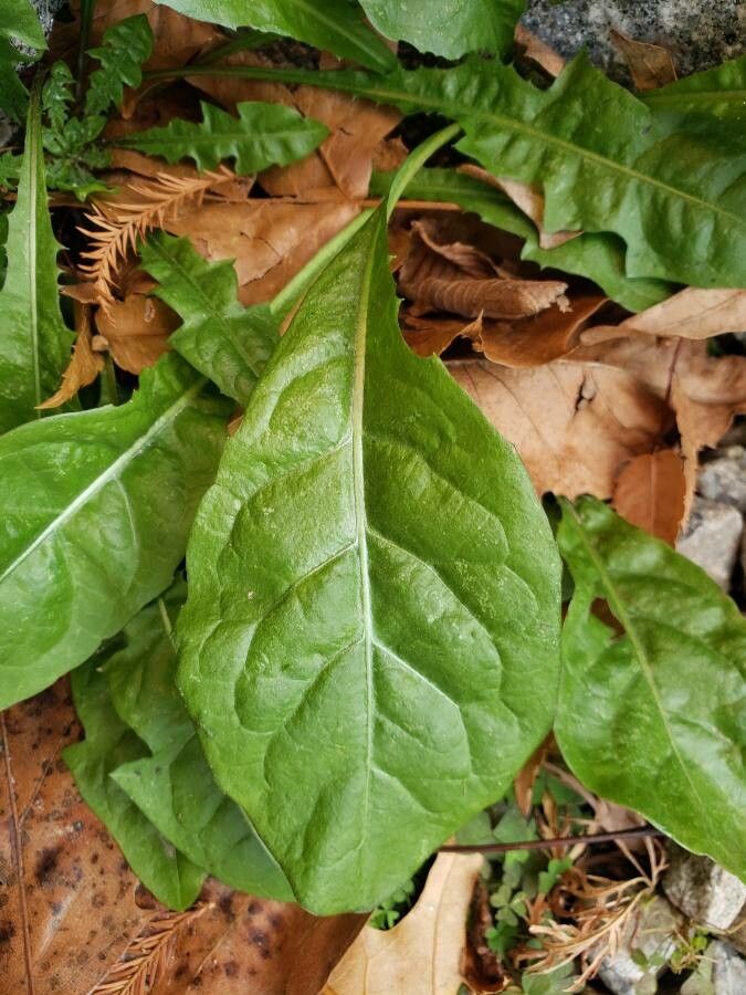 Cynoglossum virginianum — search result for 'Cynoglossum'