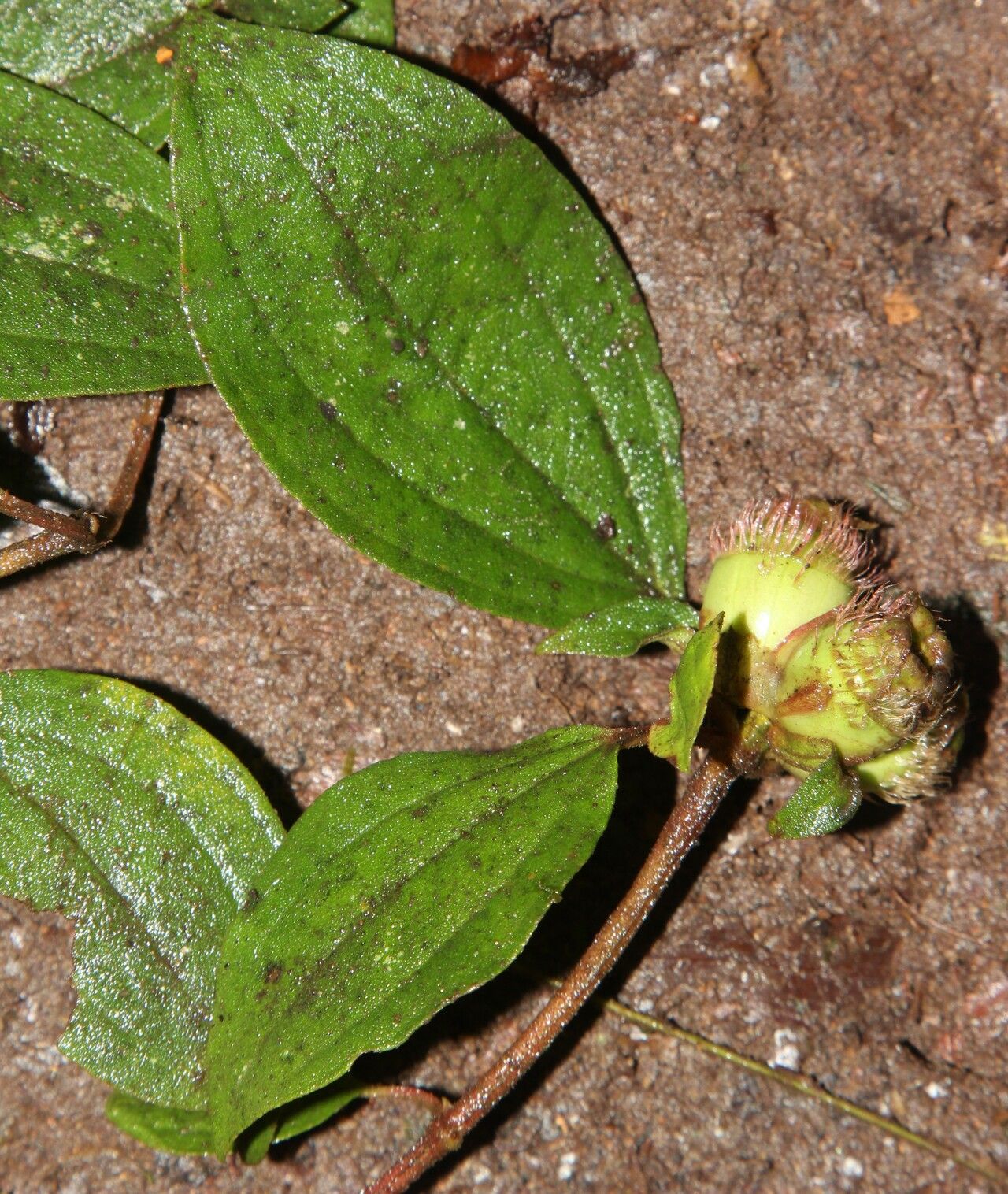 Tristemma camerunense habit