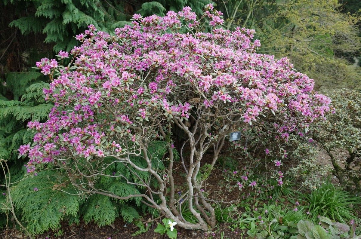 Rhododendron cuneatum habit