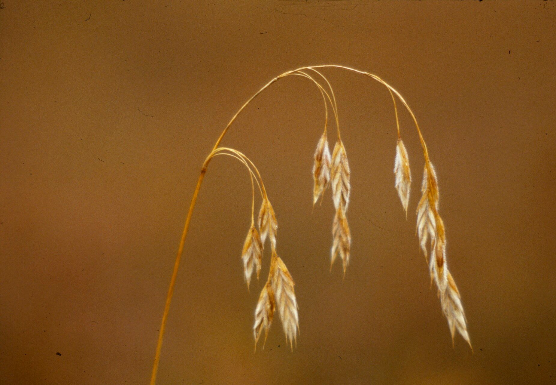 Bromus ciliatus — search result for 'Bromus'