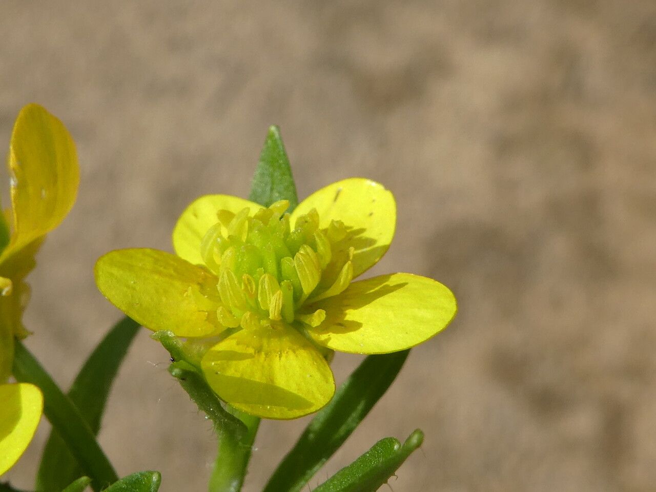 Ranunculus muricatus flower