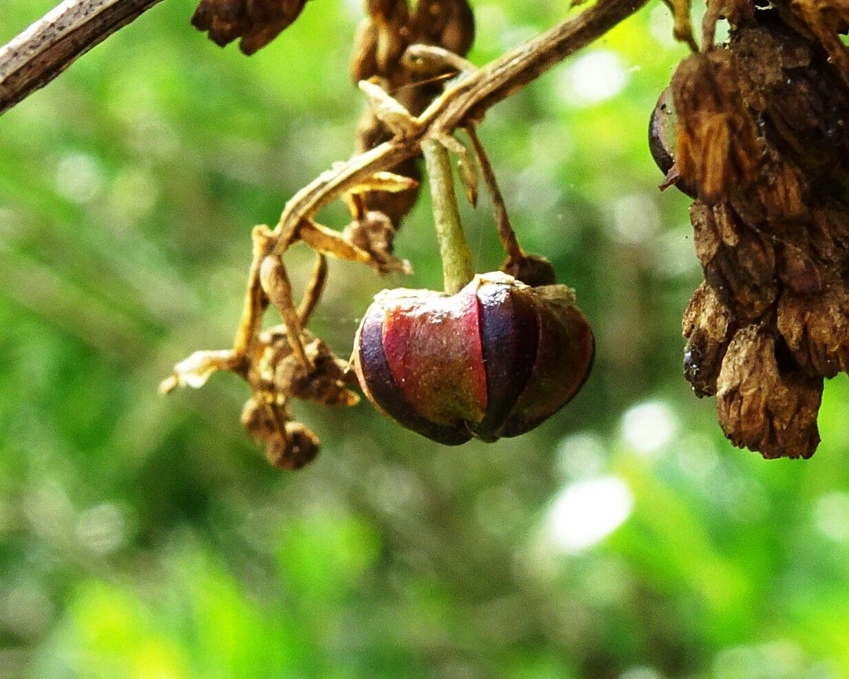 Coriaria myrtifolia fruit