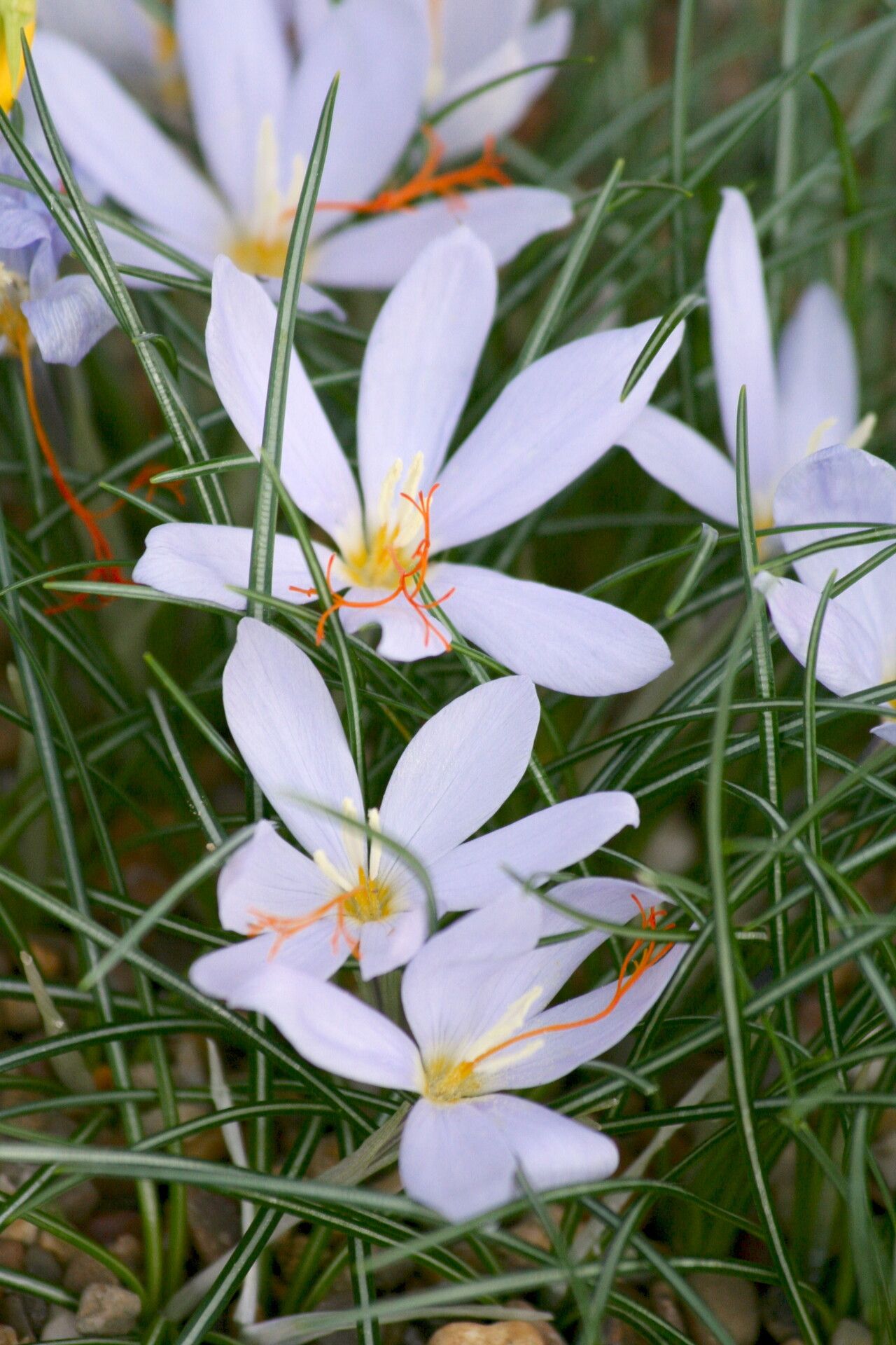 Crocus tournefortii — houseplant care guide