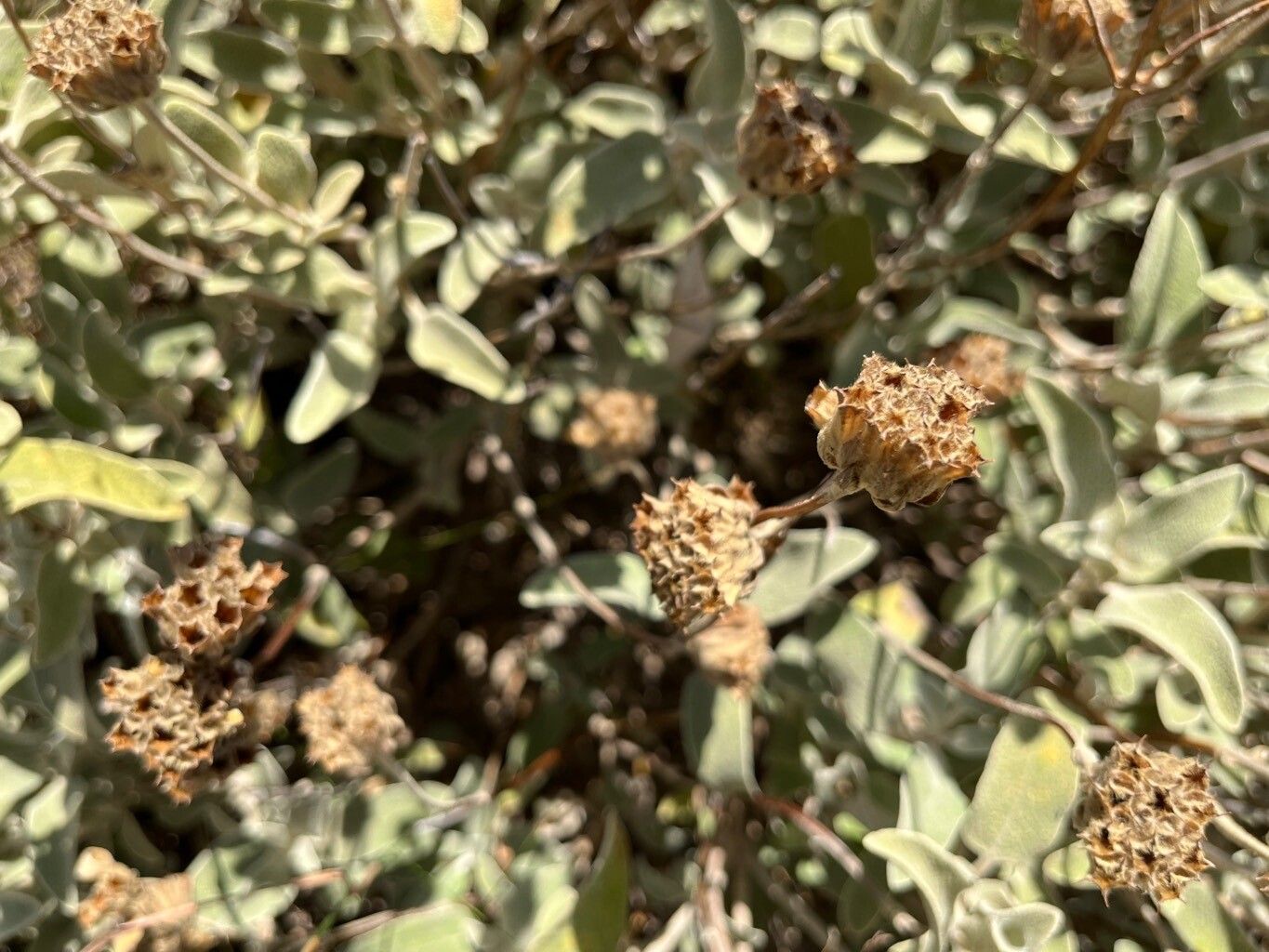Phlomis cretica fruit
