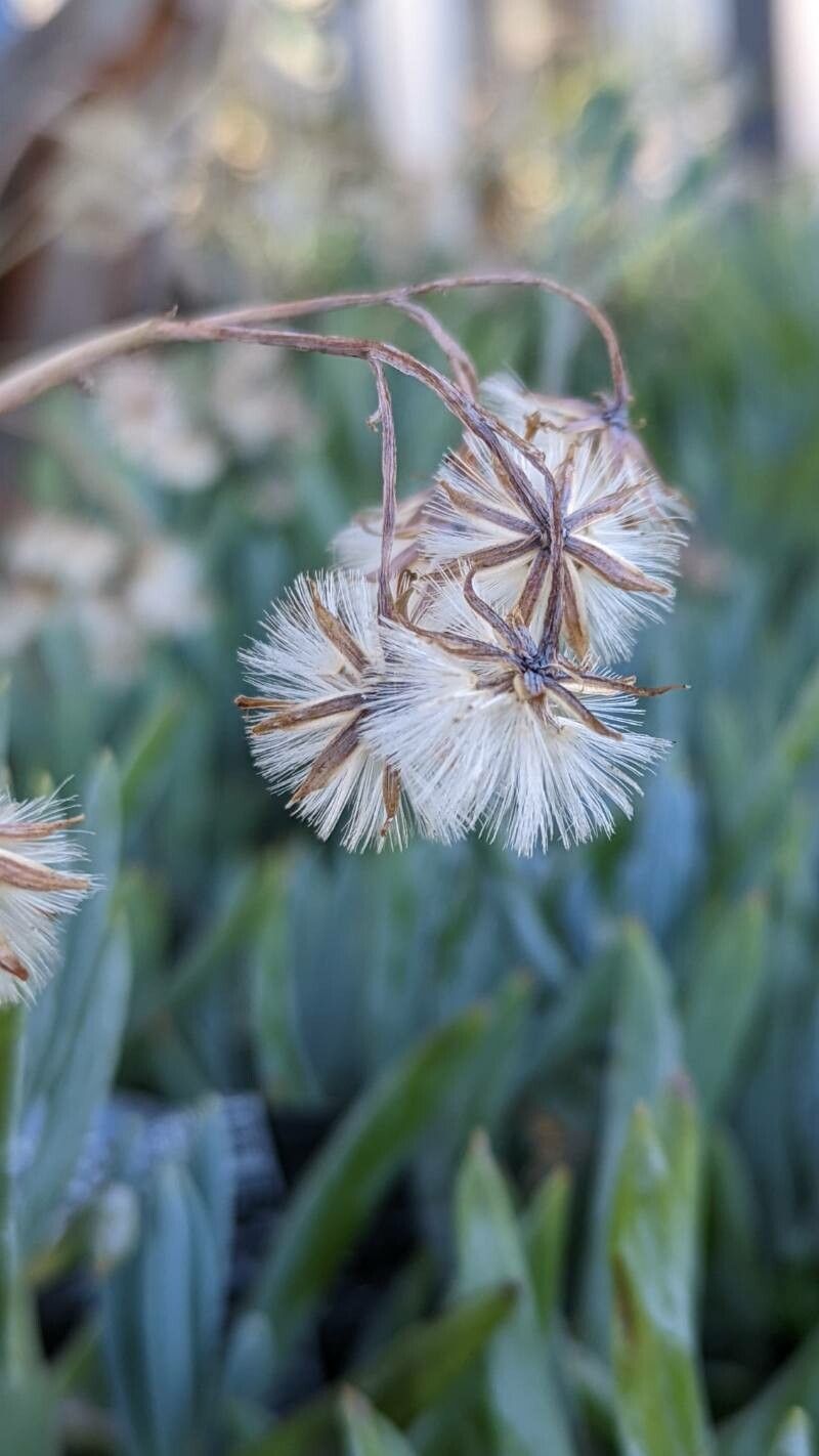 Curio repens fruit