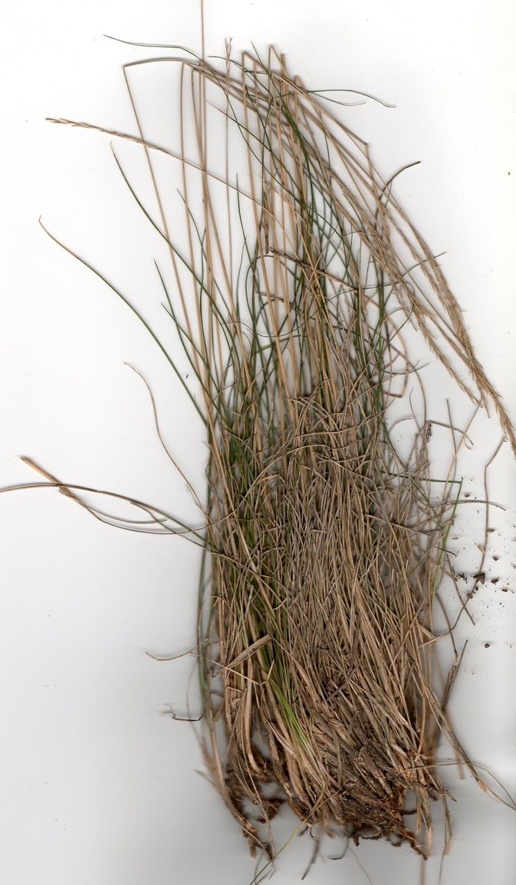 Festuca durissima other