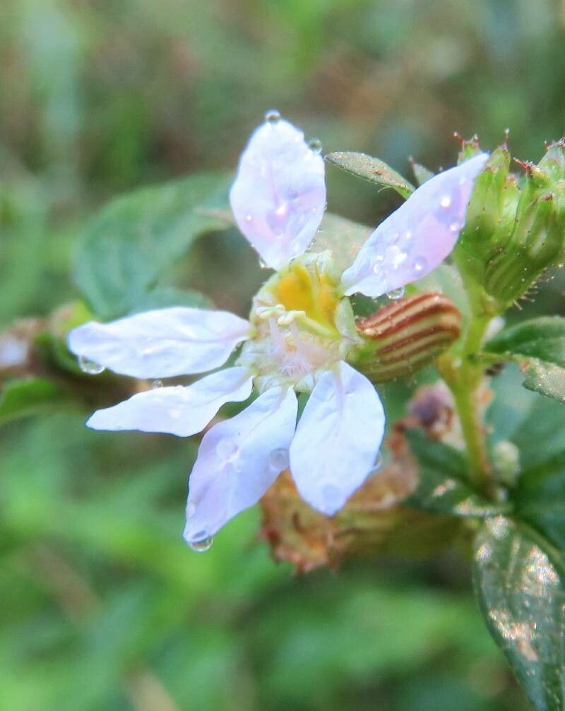 Cuphea ingrata flower