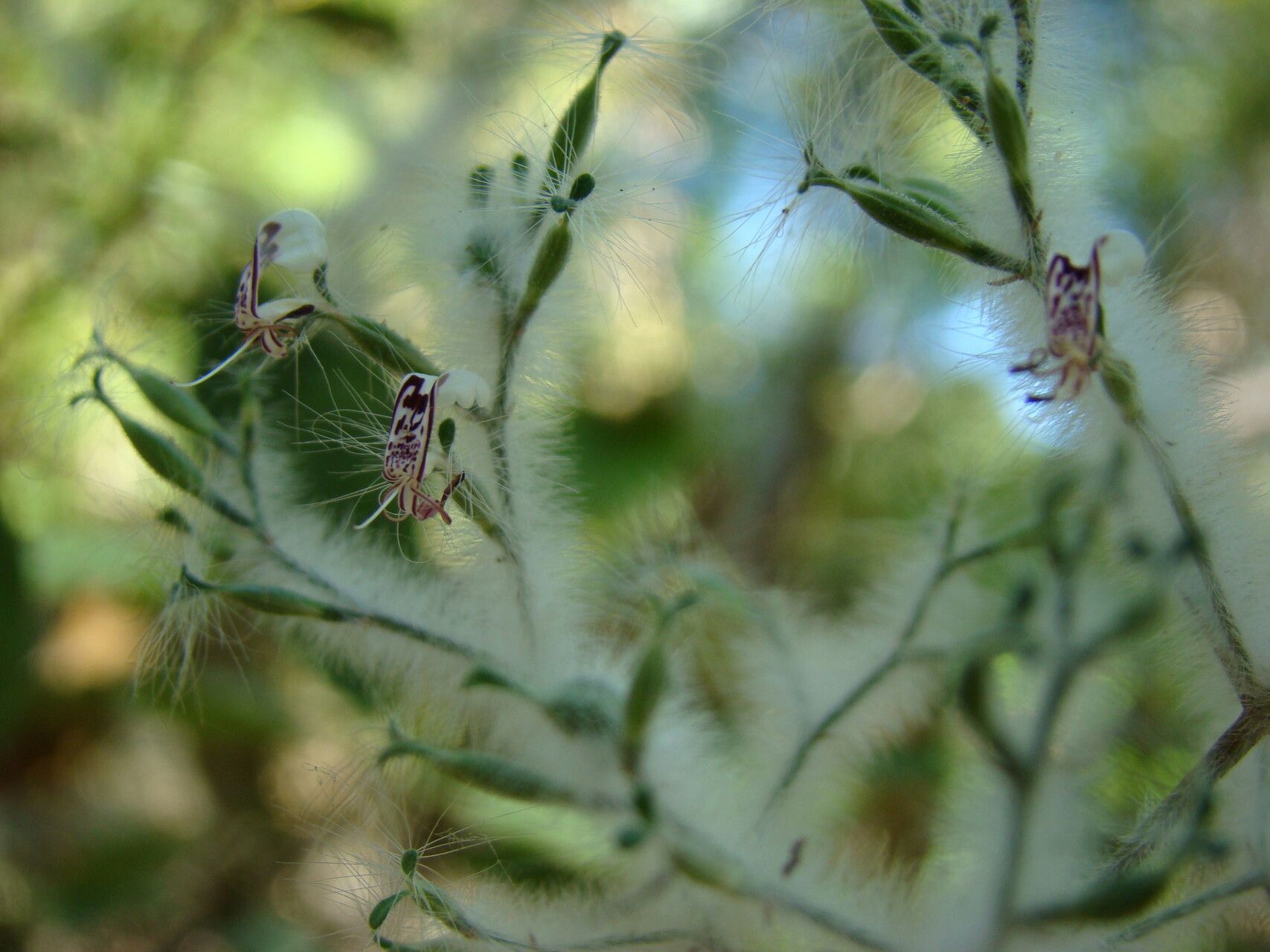 Hypoestes lasioclada — houseplant care guide