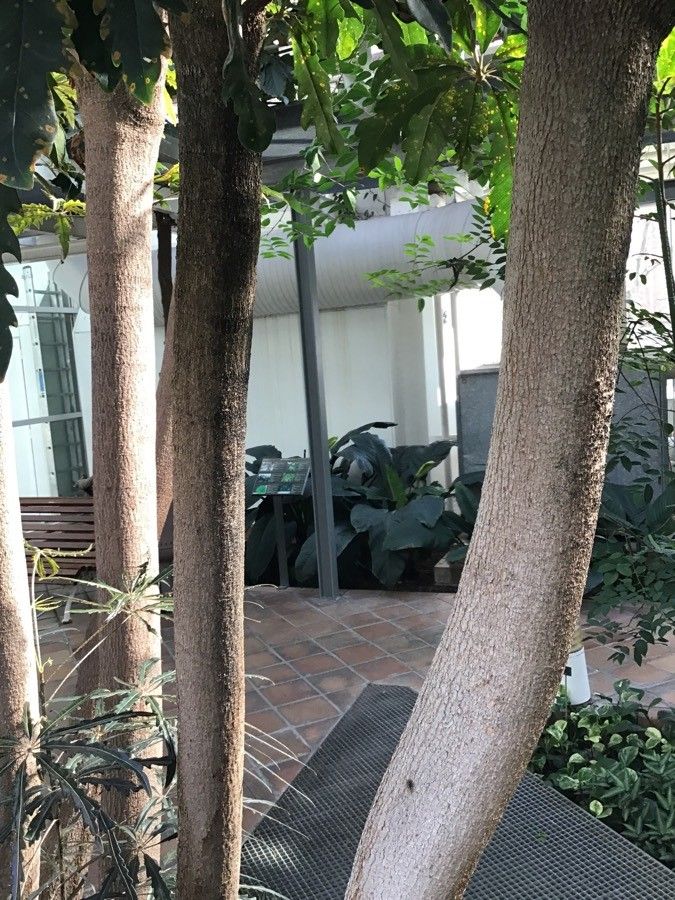 Plerandra elegantissima bark