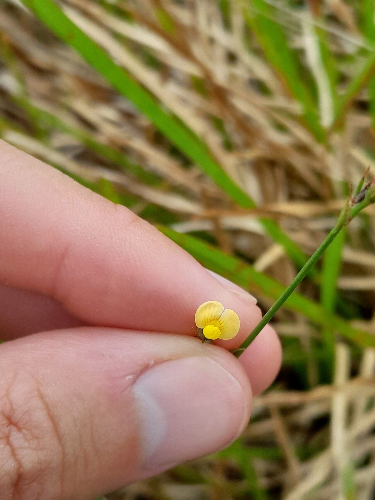 Stylosanthes angustifolia flower