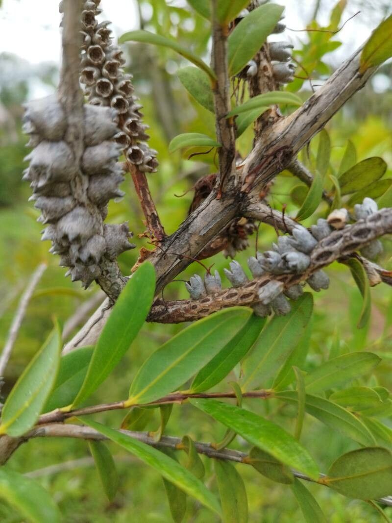 Melaleuca hypericifolia fruit