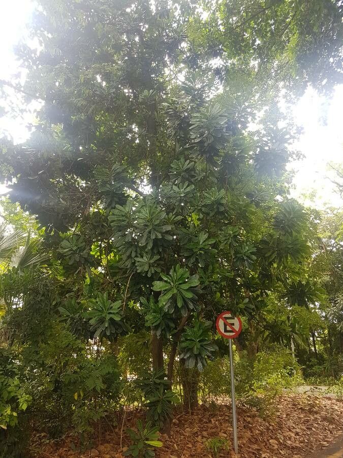 Pachystroma longifolium habit