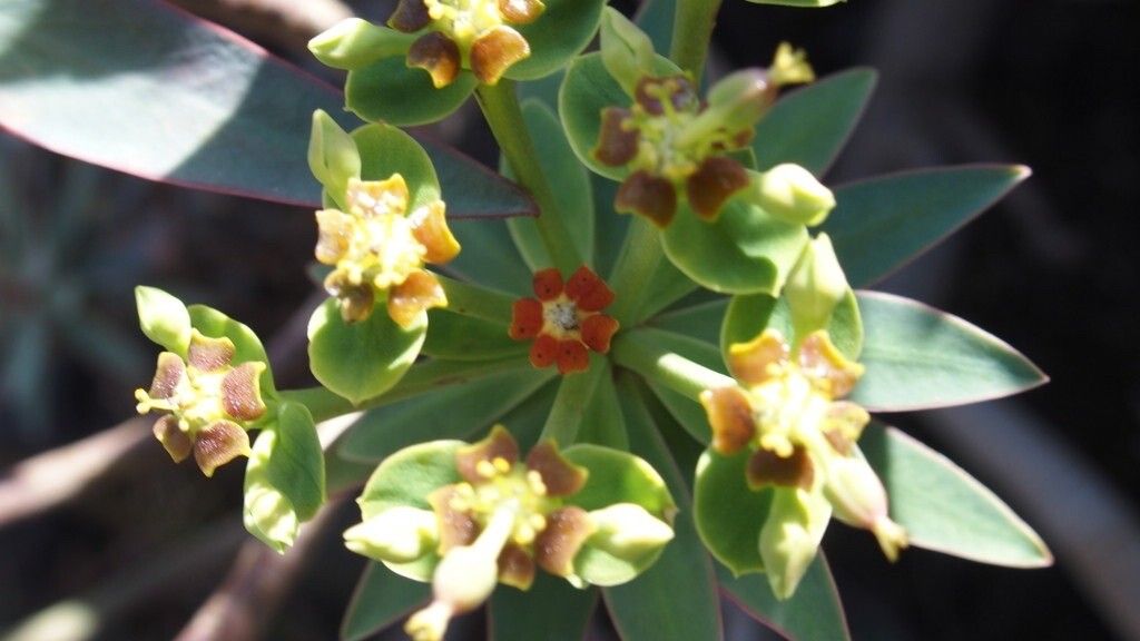 Euphorbia piscatoria flower