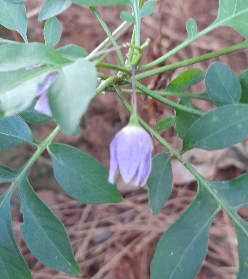 Solanum seaforthianum flower