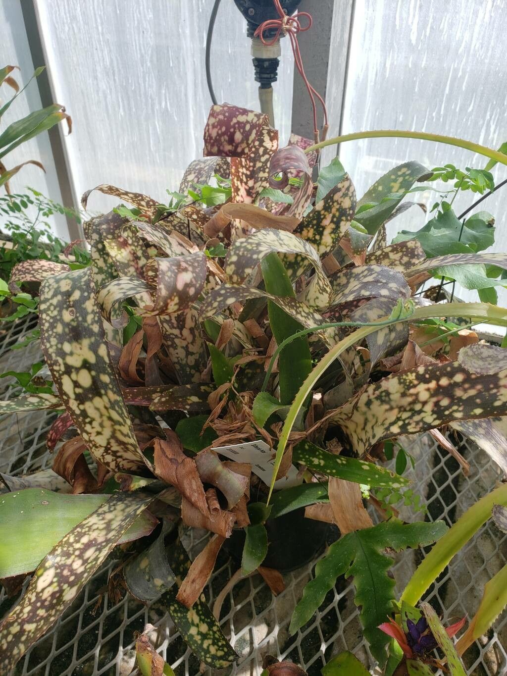 Billbergia lietzei habit