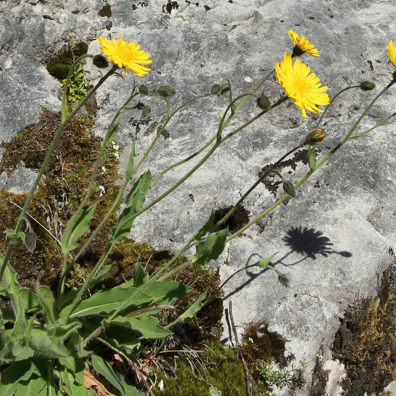Hieracium cerinthoides flower