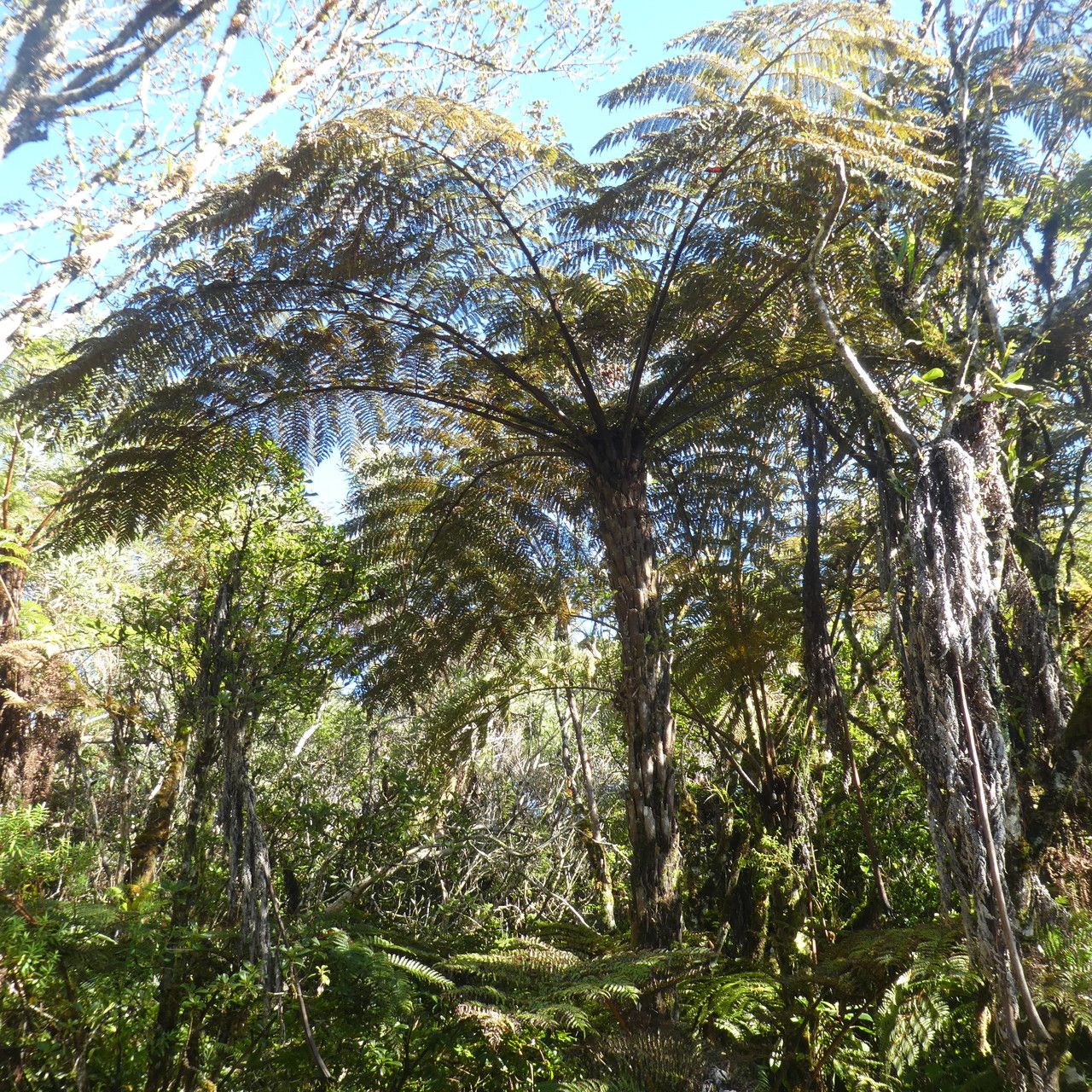 Alsophila glaucifolia habit
