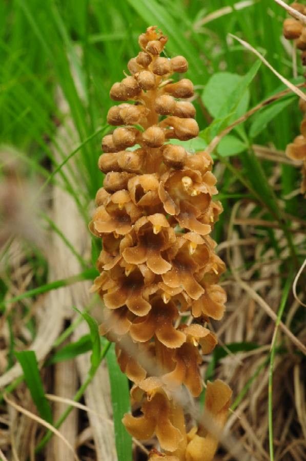 Neottia nidus-avis flower