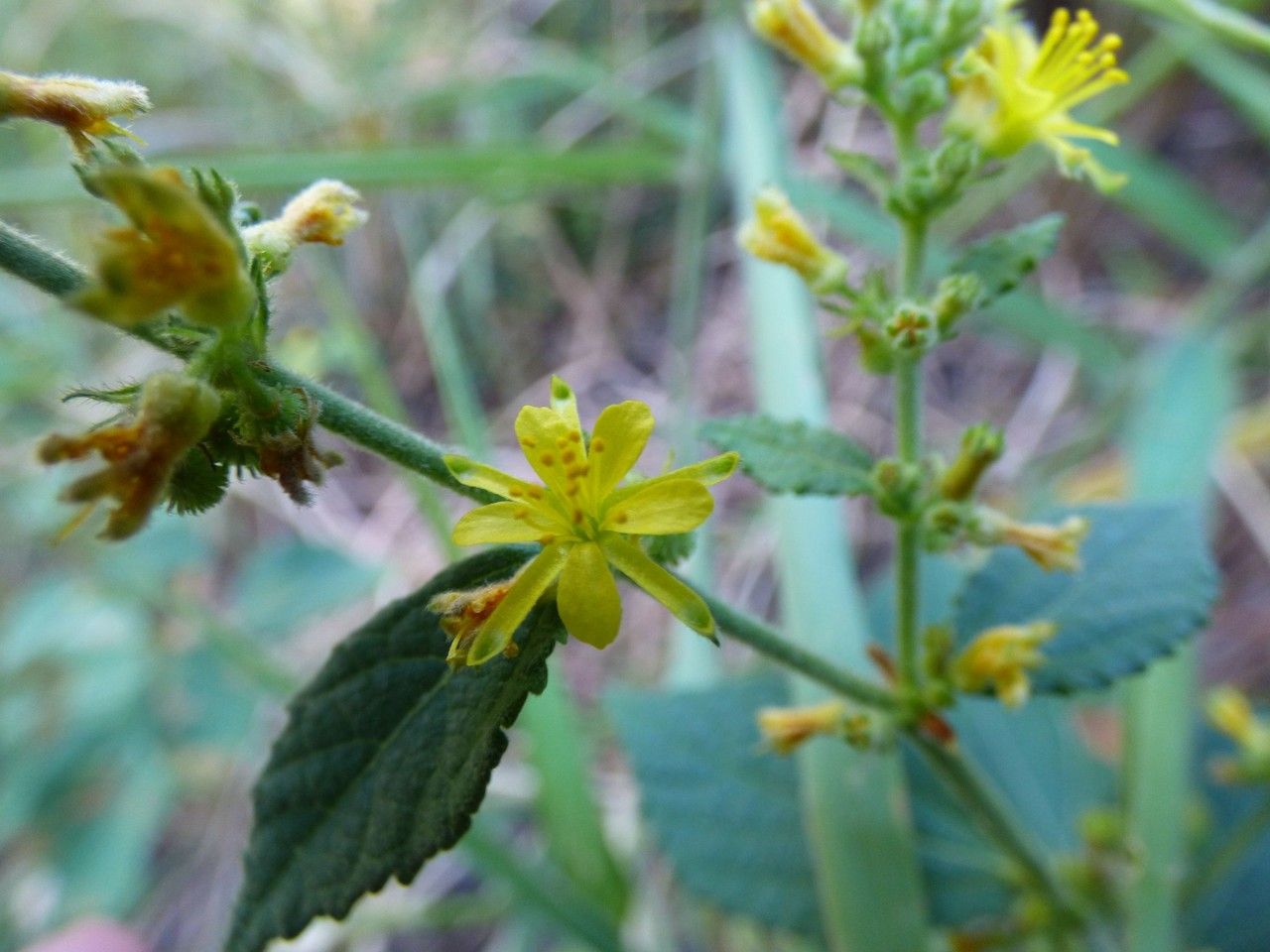 Triumfetta pentandra flower