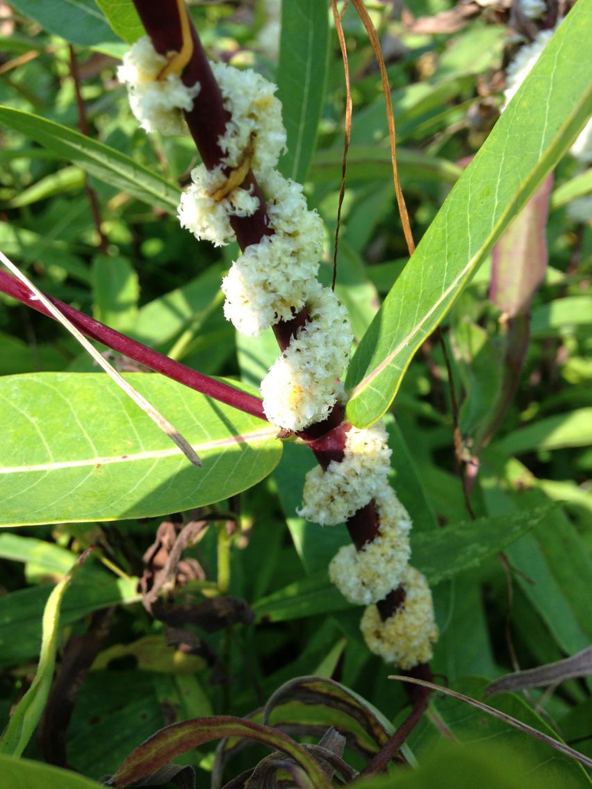 Cuscuta glomerata — search result for 'Cuscuta'