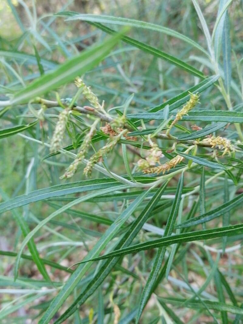 Salix eleagnos flower