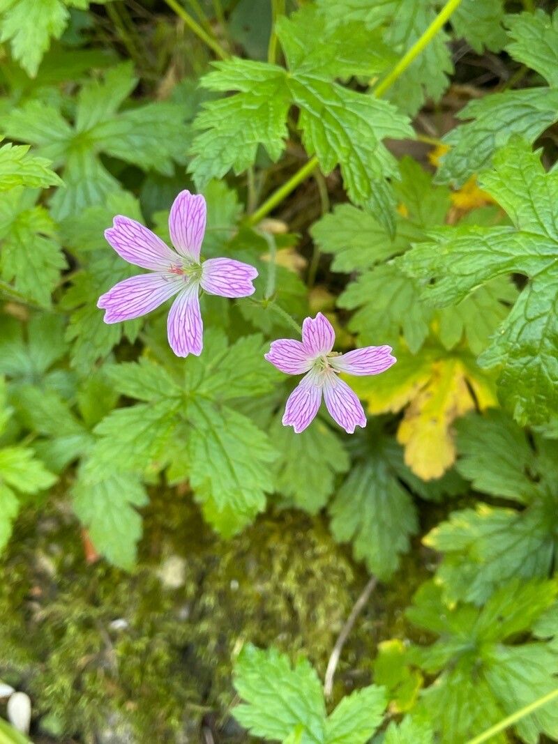 Geranium palustre leaf