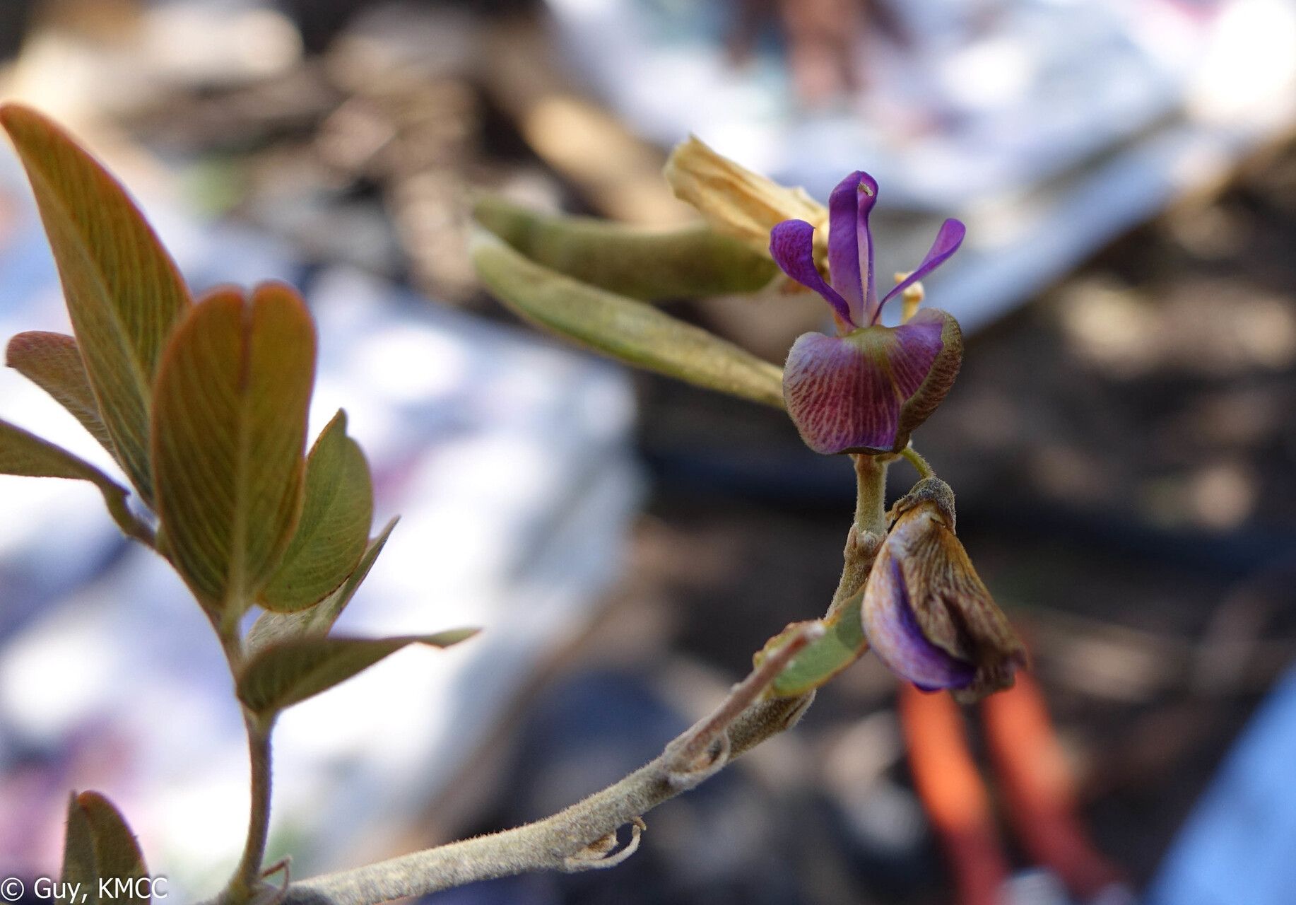 Mundulea anceps flower